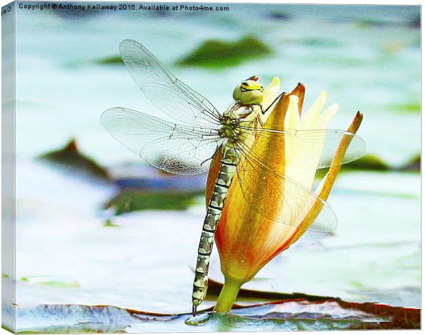  DRAGONFLY Canvas Print by Anthony Kellaway