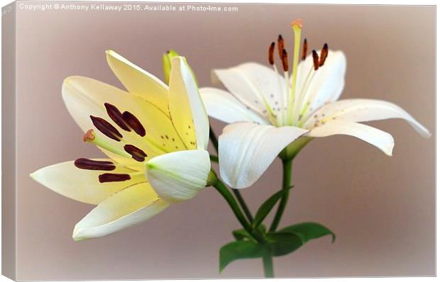  LILIES Canvas Print by Anthony Kellaway
