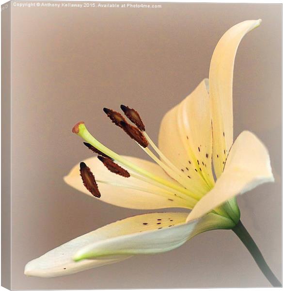  LILY Canvas Print by Anthony Kellaway