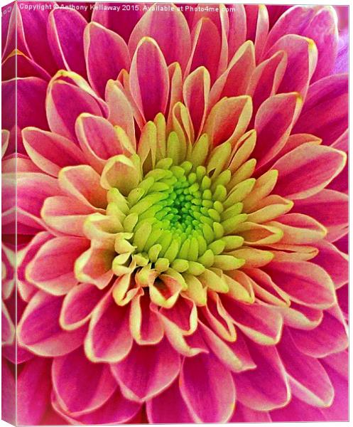  Chrysanthemum Canvas Print by Anthony Kellaway