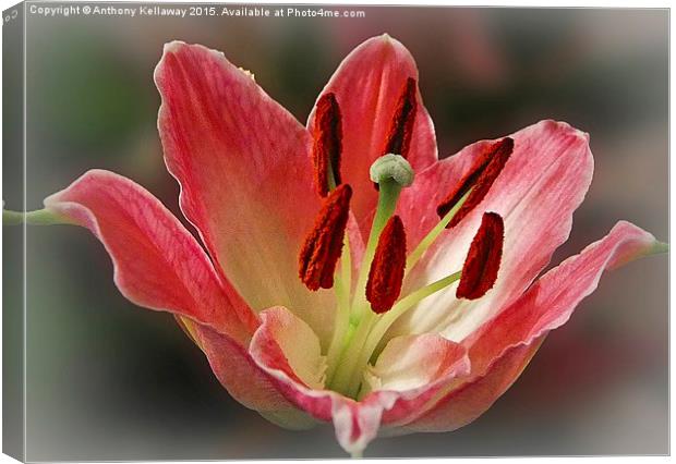  LILY Canvas Print by Anthony Kellaway