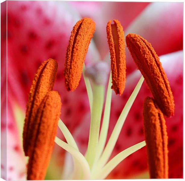  LILY STAMENS Canvas Print by Anthony Kellaway