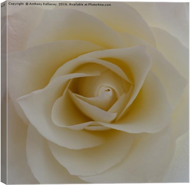   WHITE ROSE                             Canvas Print by Anthony Kellaway