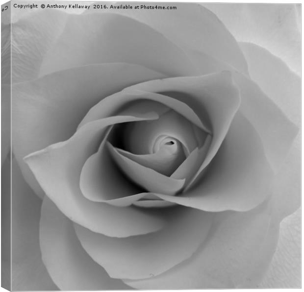      White rose                  Canvas Print by Anthony Kellaway