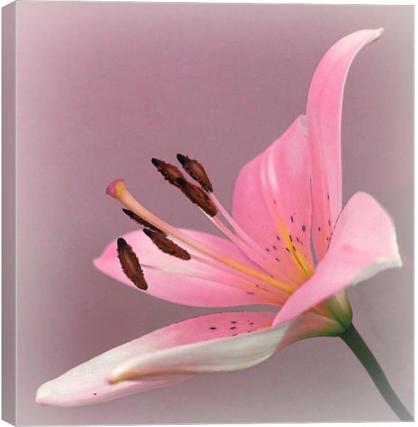              PINK LILY                   Canvas Print by Anthony Kellaway