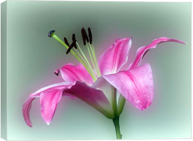           PINK  LILY                   Canvas Print by Anthony Kellaway