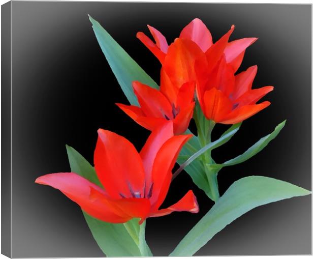     Tulips                            Canvas Print by Anthony Kellaway