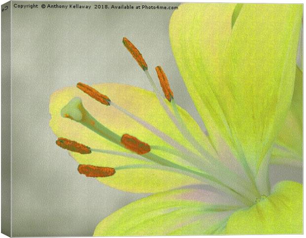    Yellow Lily                             Canvas Print by Anthony Kellaway