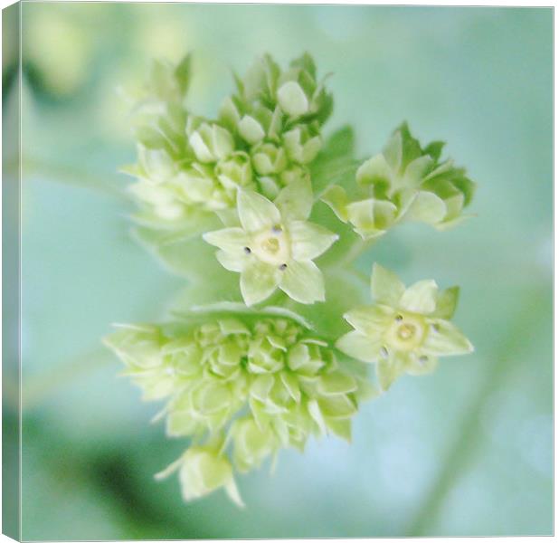 Scottish wildflower Lady's Mantle Canvas Print by Jo Smith
