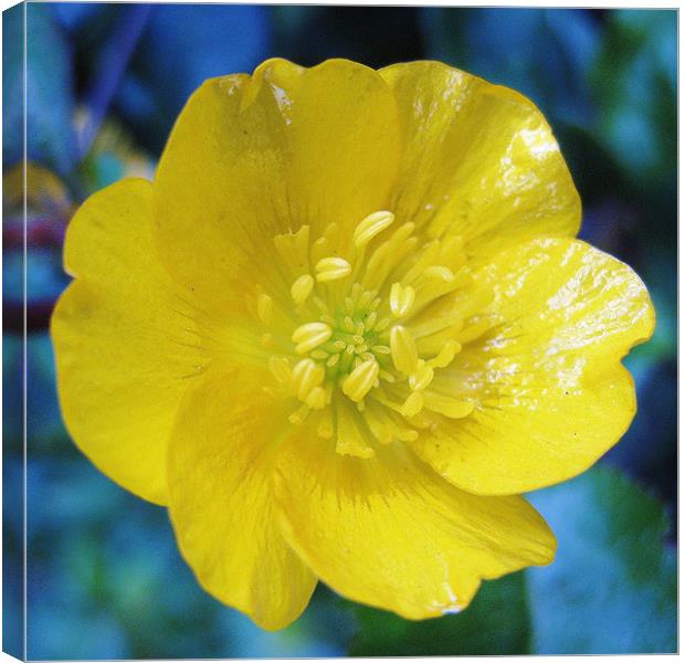 Scottish wildflower - Buttercup Canvas Print by Jo Smith