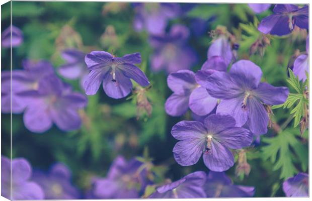 Purple Flowers Canvas Print by Daniel Walsh