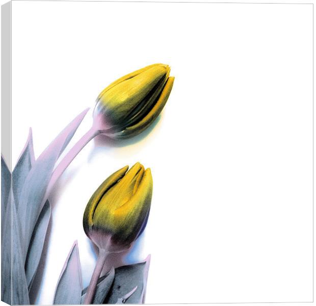 Tulips in yellow Canvas Print by Simon Alesbrook