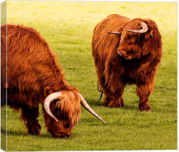 Longhorns Canvas Print by Simon Alesbrook