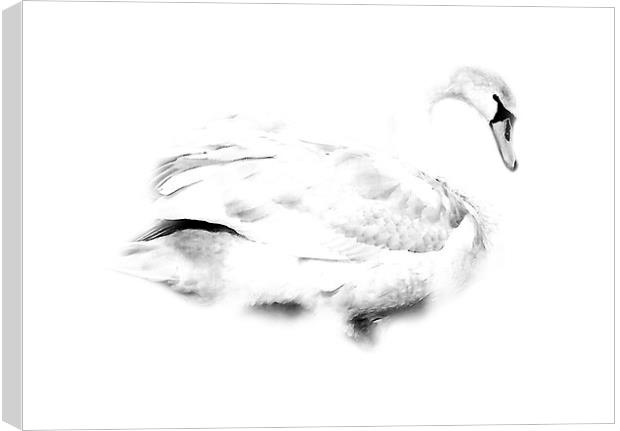 Swan Canvas Print by Simon Alesbrook