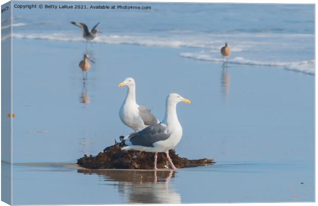 Seagulls standing on beach with kelp Canvas Print by Betty LaRue
