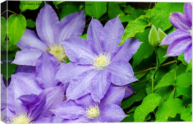 Purple Clematis in the Rain Canvas Print by Betty LaRue