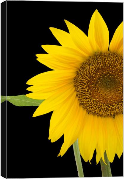 The Sunflower Canvas Print by Betty LaRue