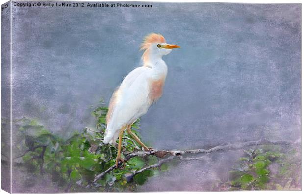Cattle Egret on a Branch Canvas Print by Betty LaRue