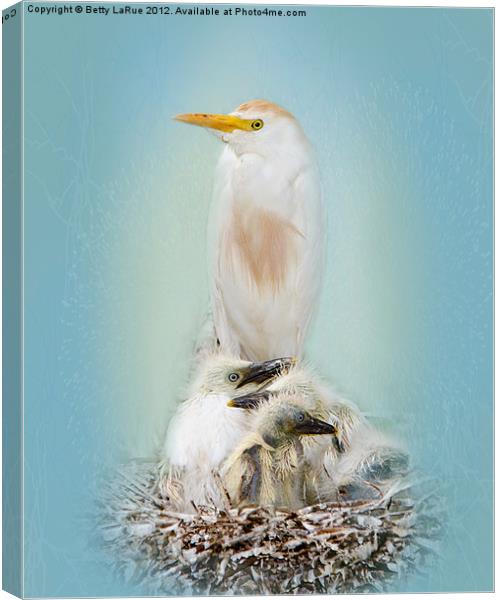 Cattle Egret with Chicks Canvas Print by Betty LaRue