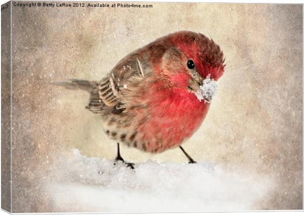 House Finch in Snow Canvas Print by Betty LaRue