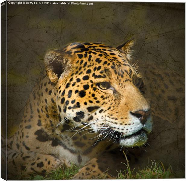 Leopard Intensity Canvas Print by Betty LaRue