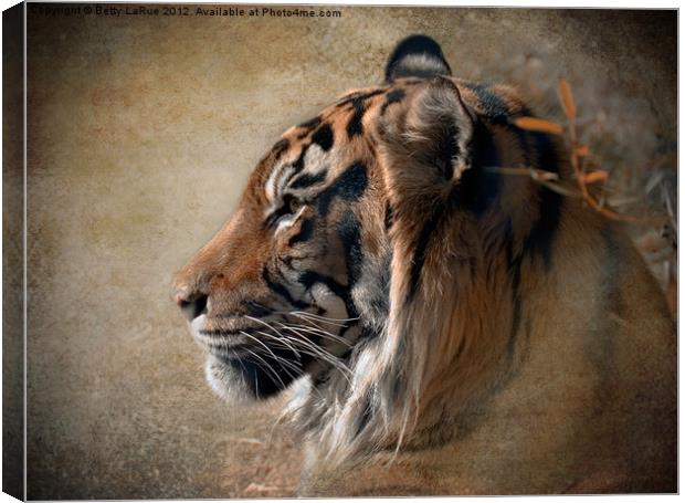 Tiger Portrait Canvas Print by Betty LaRue