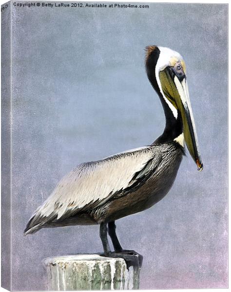 Brown Pelican Canvas Print by Betty LaRue