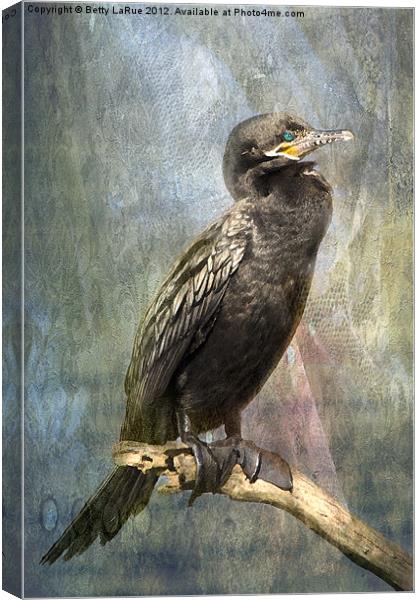 Perched Cormorant Canvas Print by Betty LaRue