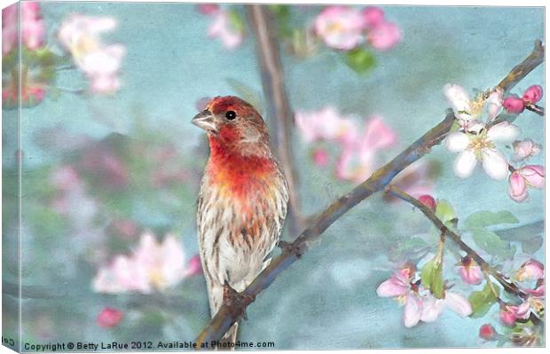 Lovely in Spring Canvas Print by Betty LaRue
