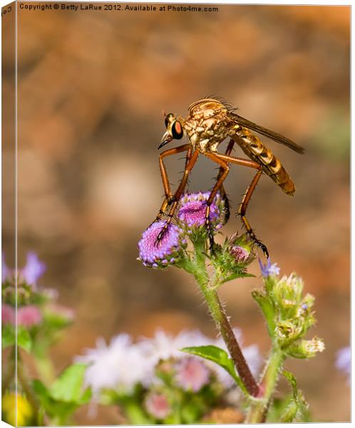 Assassin Fly Canvas Print by Betty LaRue