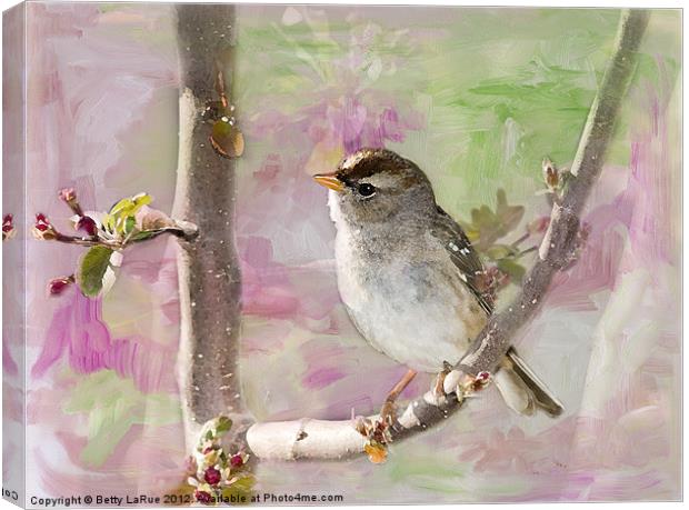 House Sparrow in Spring Canvas Print by Betty LaRue
