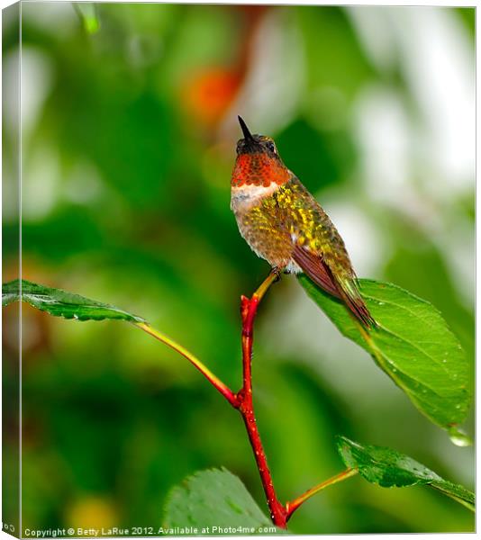 Ruby-throated Hummingbird Canvas Print by Betty LaRue