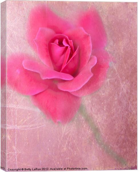Pink Rose Canvas Print by Betty LaRue