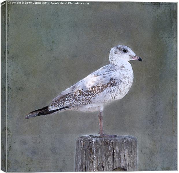 White Speckled Seagull Canvas Print by Betty LaRue