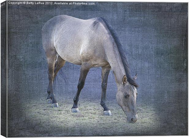 Quarter Horse Grazing in Blue Canvas Print by Betty LaRue