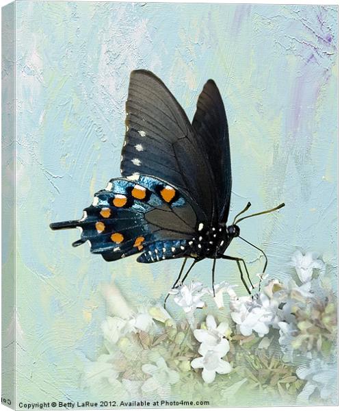 Pipevine Swallowtail Butterfly in Summer Canvas Print by Betty LaRue