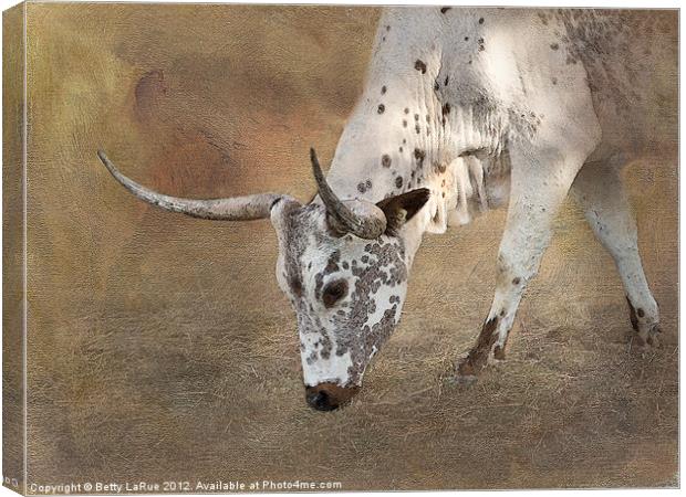 Texas Longhorn Cow Canvas Print by Betty LaRue
