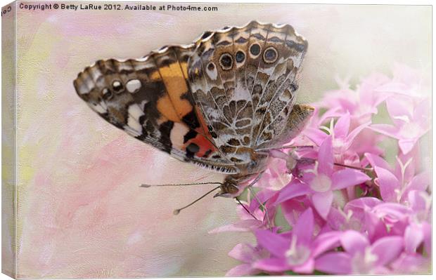 Painted Lady Butterfly on Penta Canvas Print by Betty LaRue