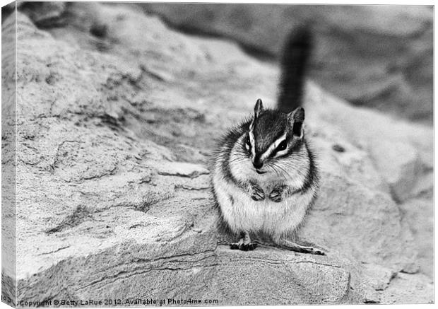 Least Chipmunk Canvas Print by Betty LaRue