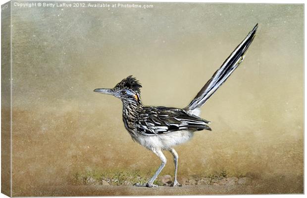 Greater Roadrunner. Canvas Print by Betty LaRue