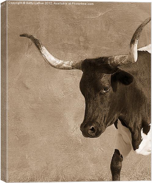 Texas Longhorn #5 Canvas Print by Betty LaRue