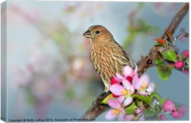 Female House Finch Canvas Print by Betty LaRue