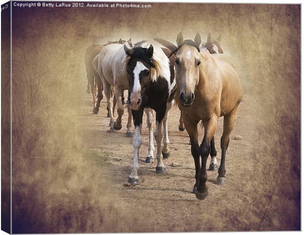 American Quarter Horse Herd Canvas Print by Betty LaRue
