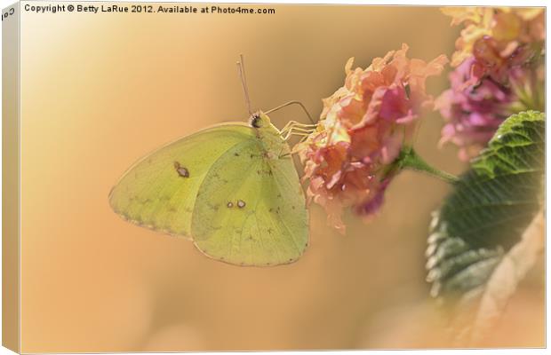 Clouded Sulphur Butterfly Canvas Print by Betty LaRue