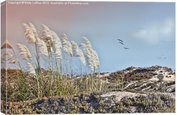 Pampas Grass on Coronado Island Canvas Print by Betty LaRue