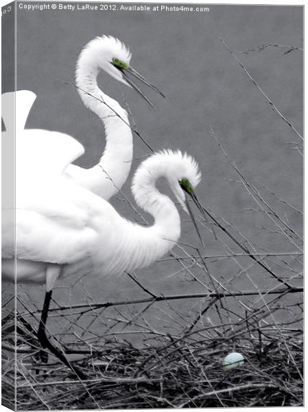 Great Egrets With Egg Canvas Print by Betty LaRue