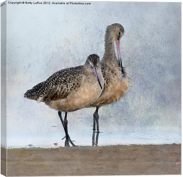Marbled Godwit Pair Canvas Print by Betty LaRue