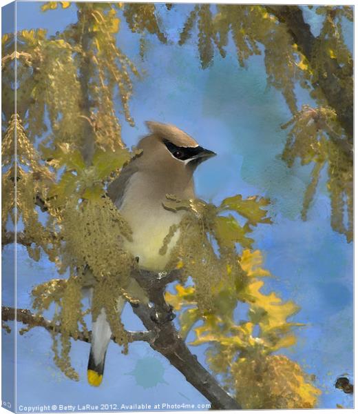 Waxwing Among the Catkins Canvas Print by Betty LaRue