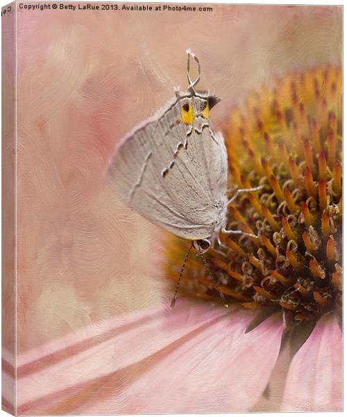 Gray Hairstreak Butterfly Canvas Print by Betty LaRue