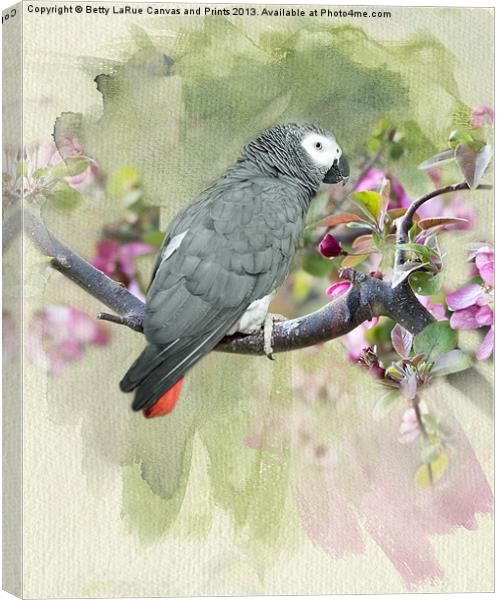 African Gray Among the Blossoms Canvas Print by Betty LaRue